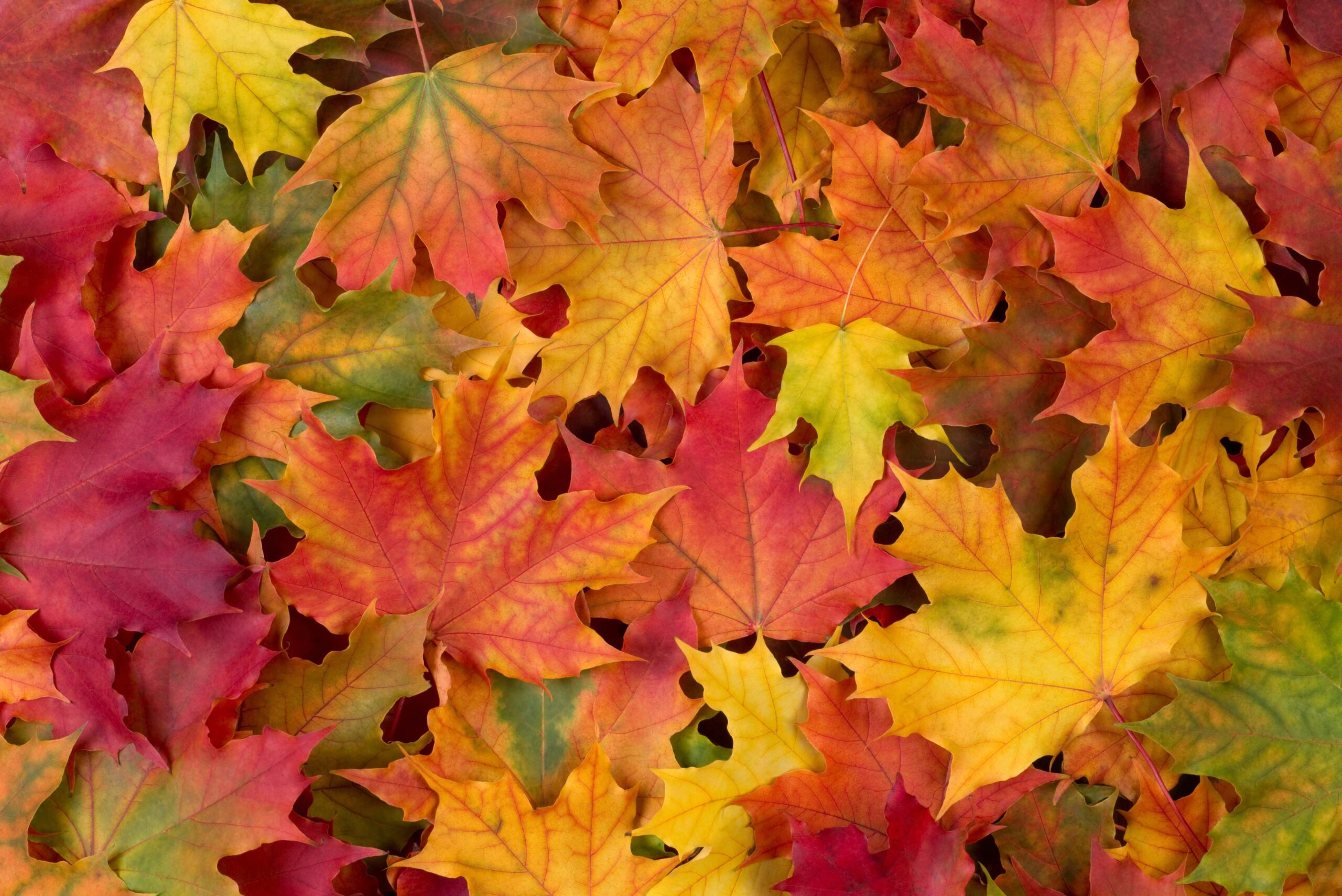 Fall leaves background